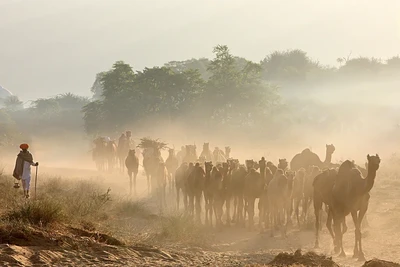 Pushkar Cattle Fair